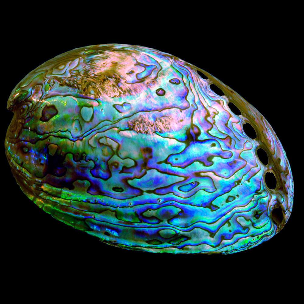 Paua shell
