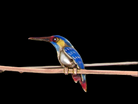 Kingfisher brooch