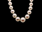 single row of Cultured Pearls